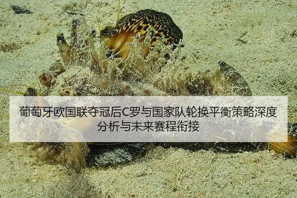 葡萄牙欧国联夺冠后C罗与国家队轮换平衡策略深度分析与未来赛程衔接